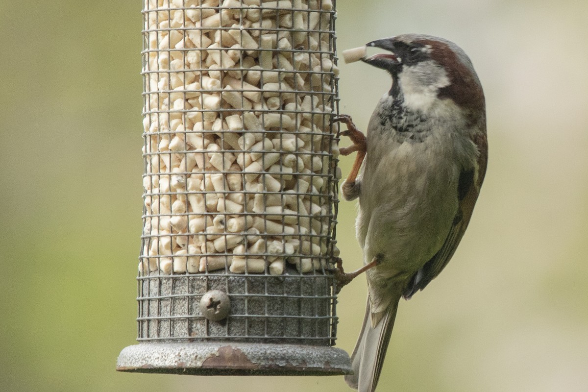 House Sparrow - Peter Gadd