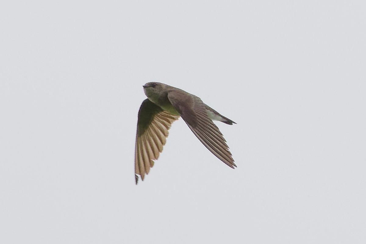 Northern Rough-winged Swallow - Jim Figlar