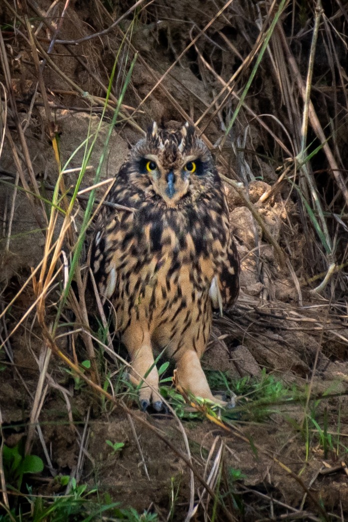 Short-eared Owl - Manish Kumar Chattopadhyay