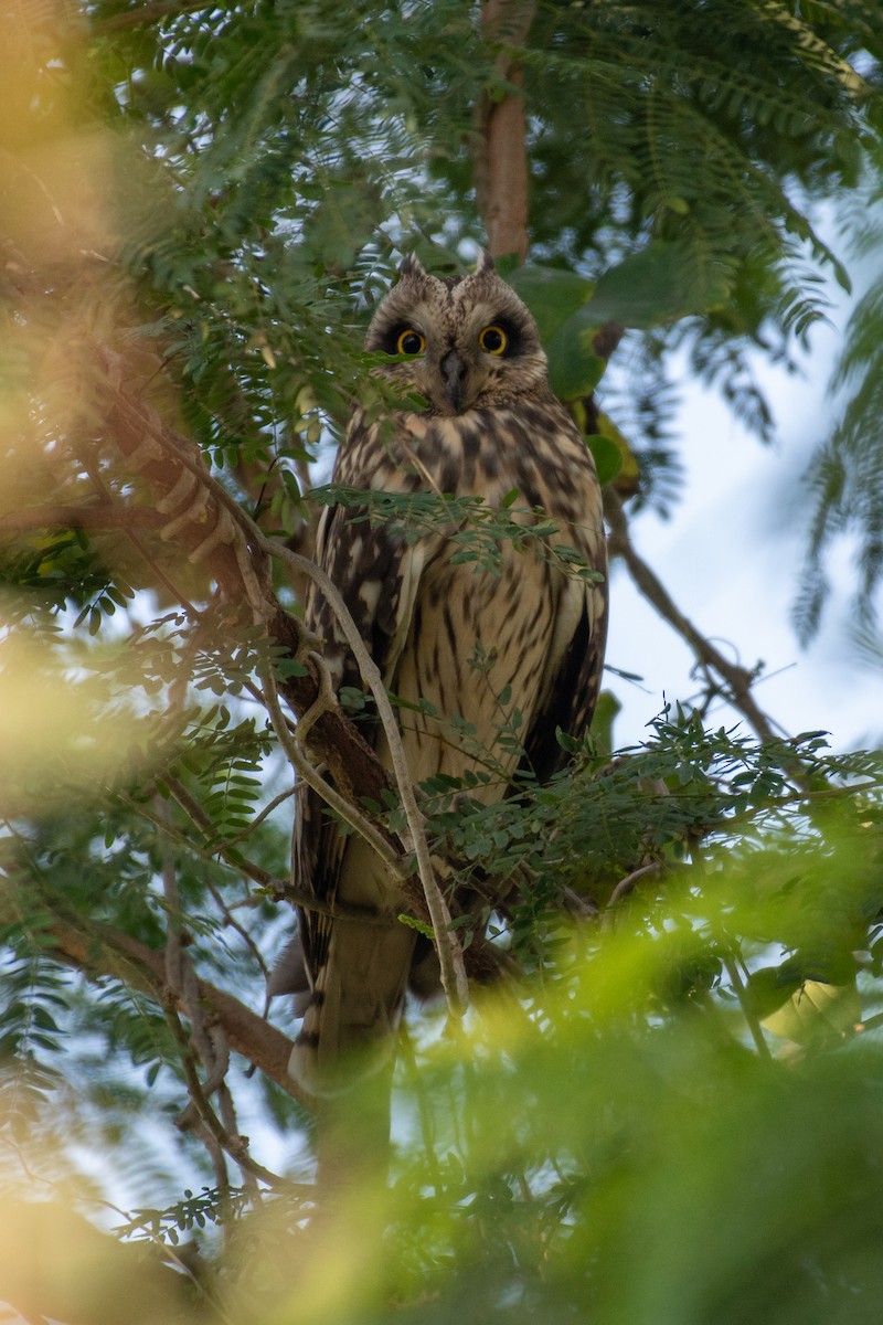 Short-eared Owl - Manish Kumar Chattopadhyay