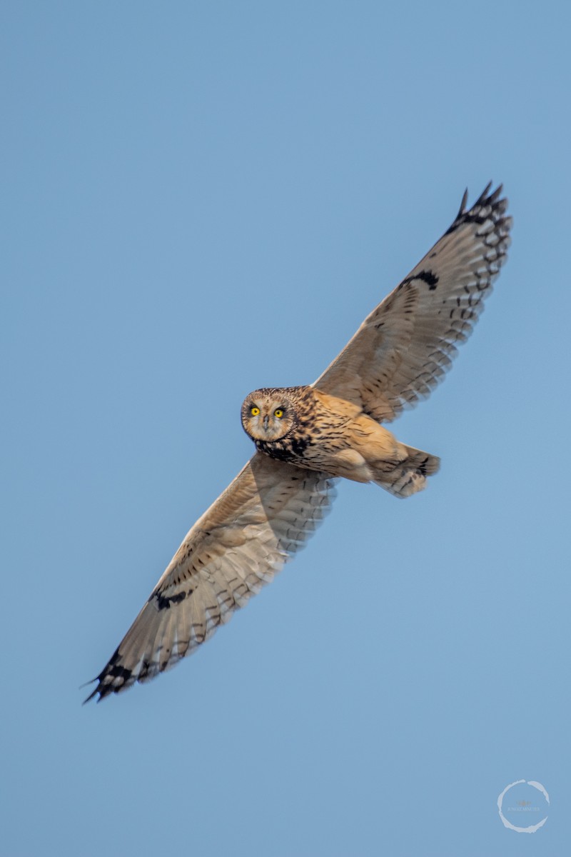 Short-eared Owl - Manish Kumar Chattopadhyay