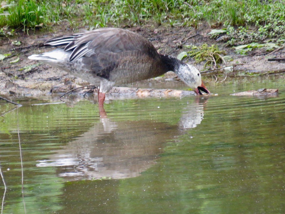 Snow Goose - ML619129489