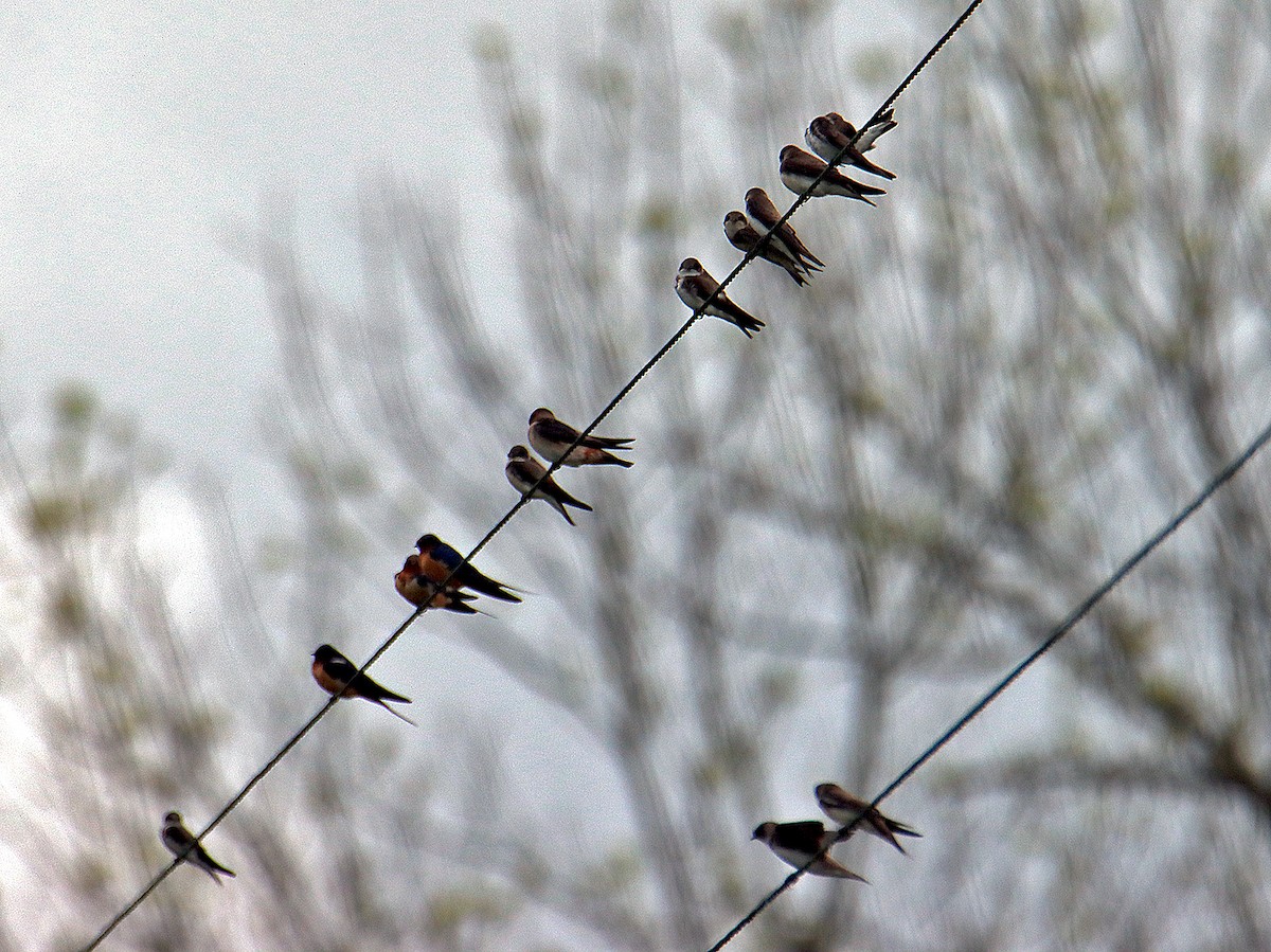 Tree Swallow - Ronald Harrower