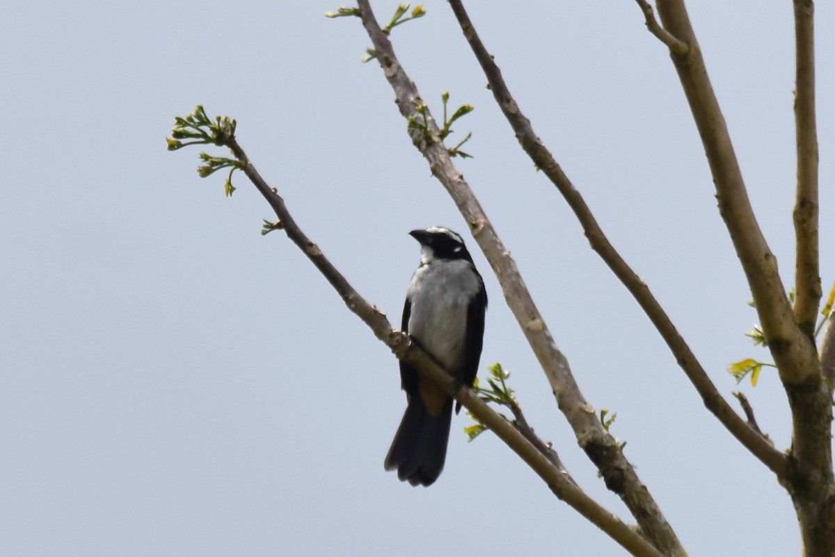 Black-winged Saltator - irina shulgina