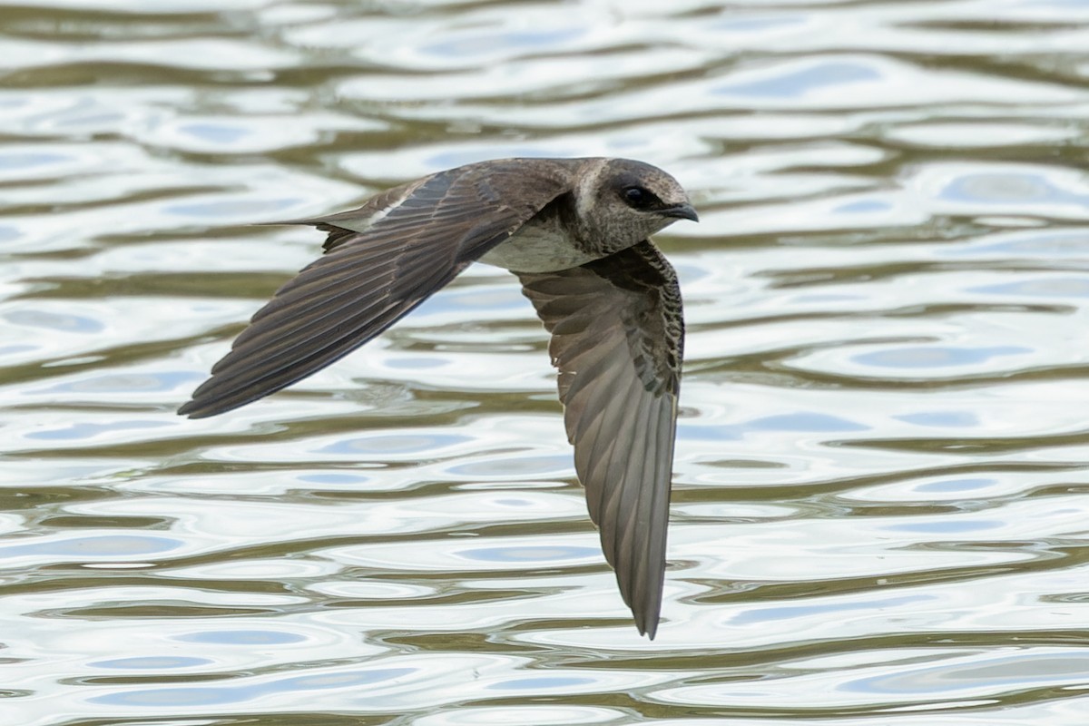 Purple Martin - ML619129525