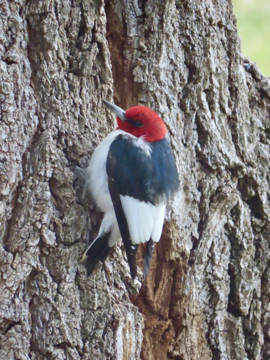 Red-headed Woodpecker - Holly Key