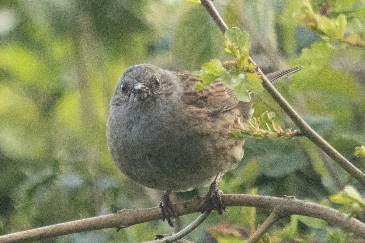 Dunnock - ML619129550