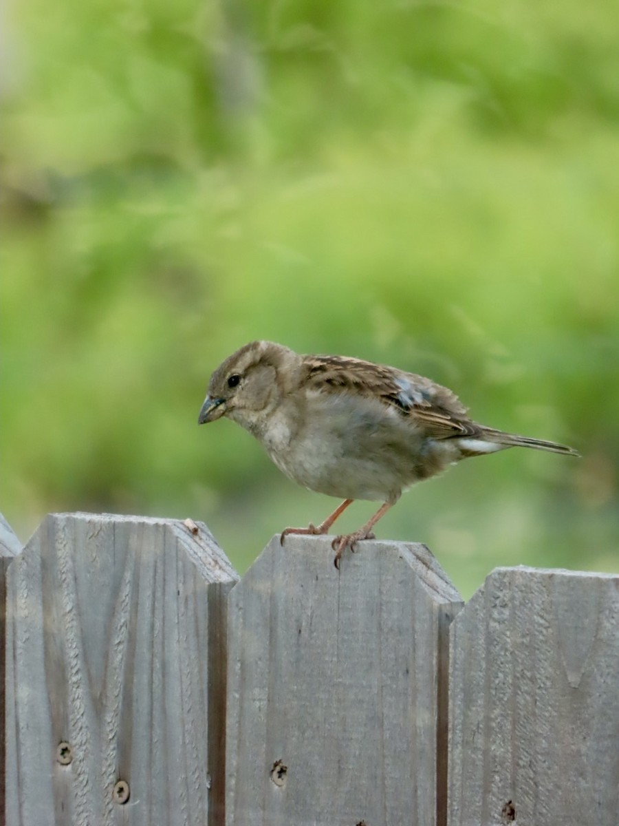 House Sparrow - Holly Key