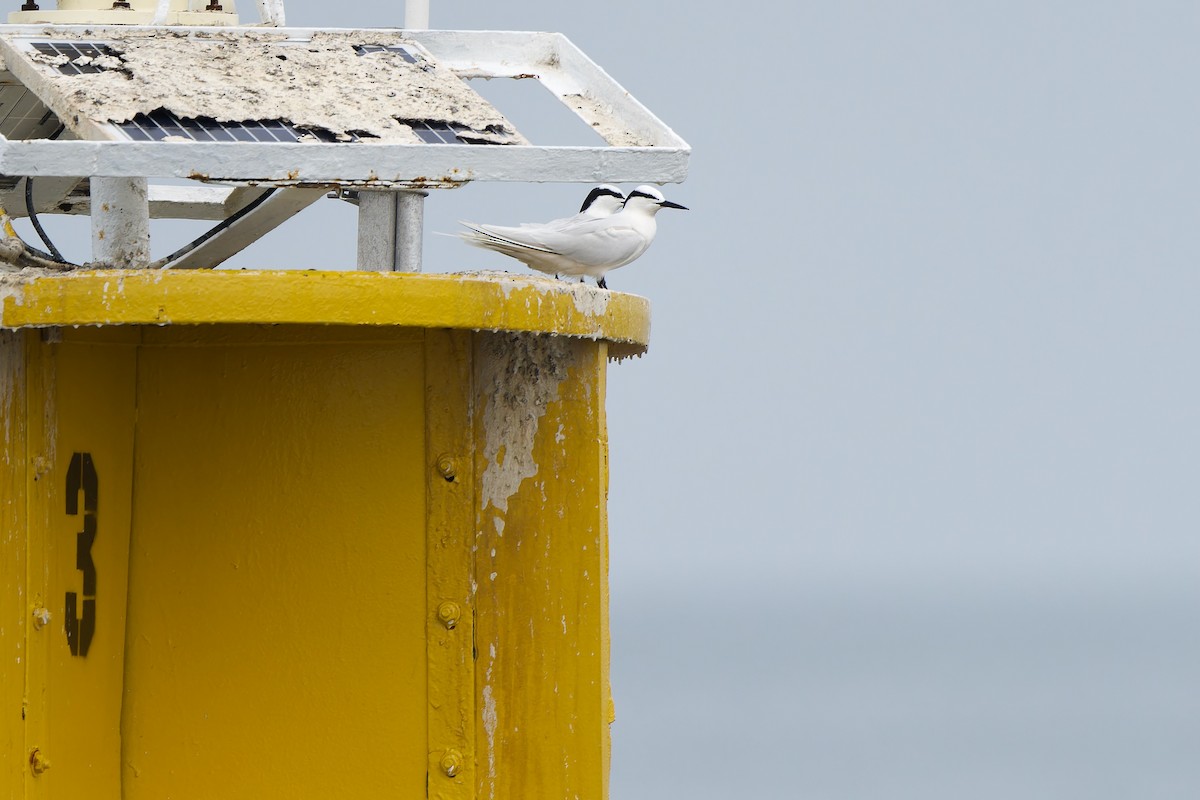 Black-naped Tern - Sam Hambly