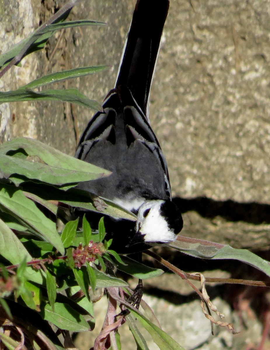 White Wagtail - Eduardo Blanco Vega