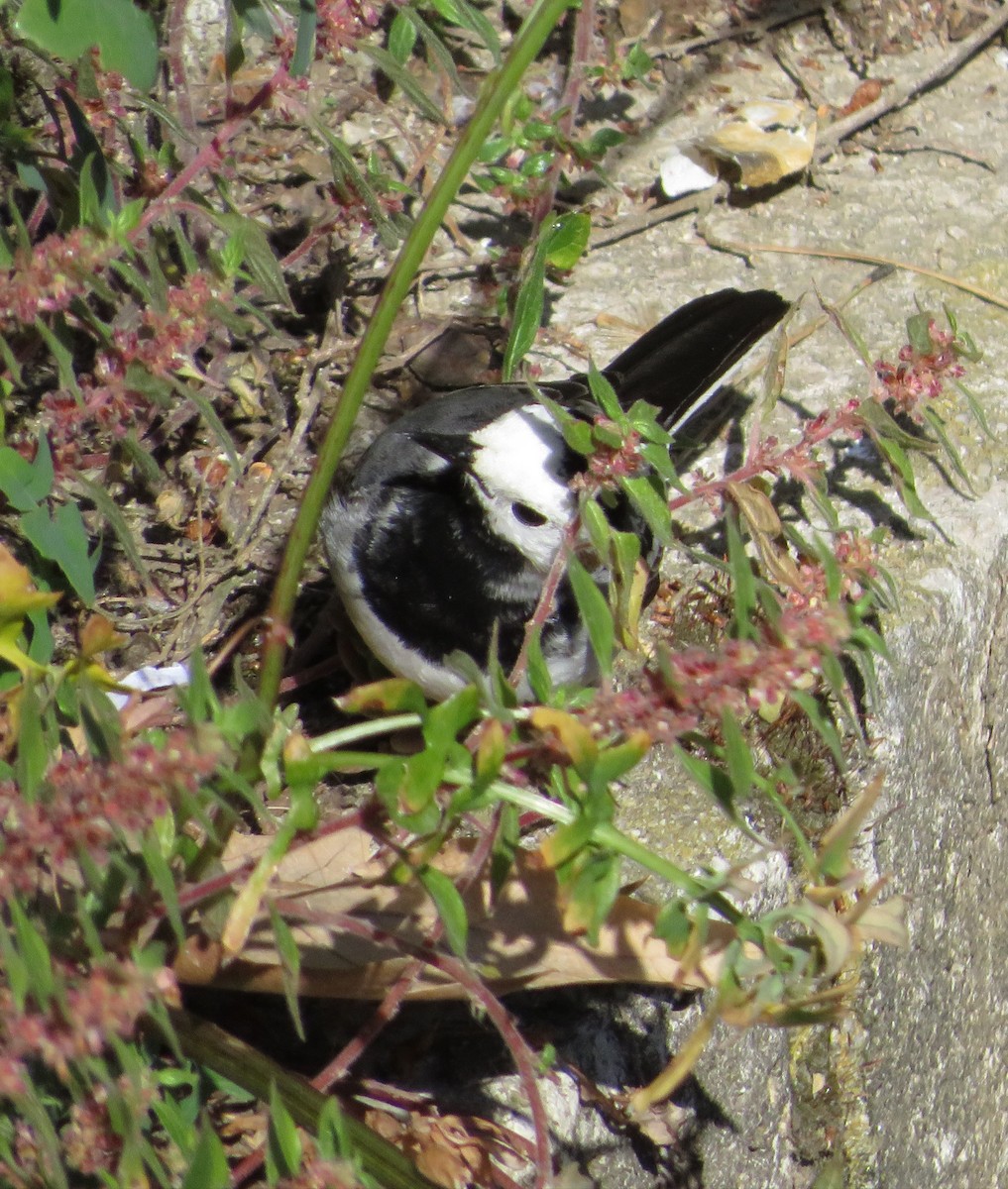 White Wagtail - Eduardo Blanco Vega