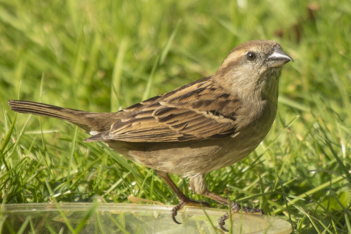 House Sparrow - Peter Gadd