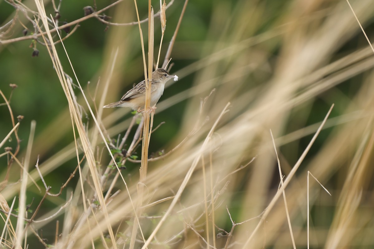 Zitting Cisticola (Double Zitting) - ML619129573