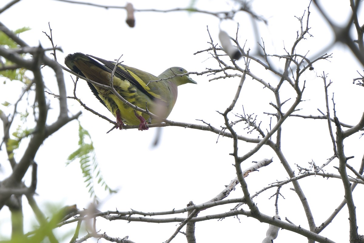 Orange-breasted Green-Pigeon - Sam Hambly