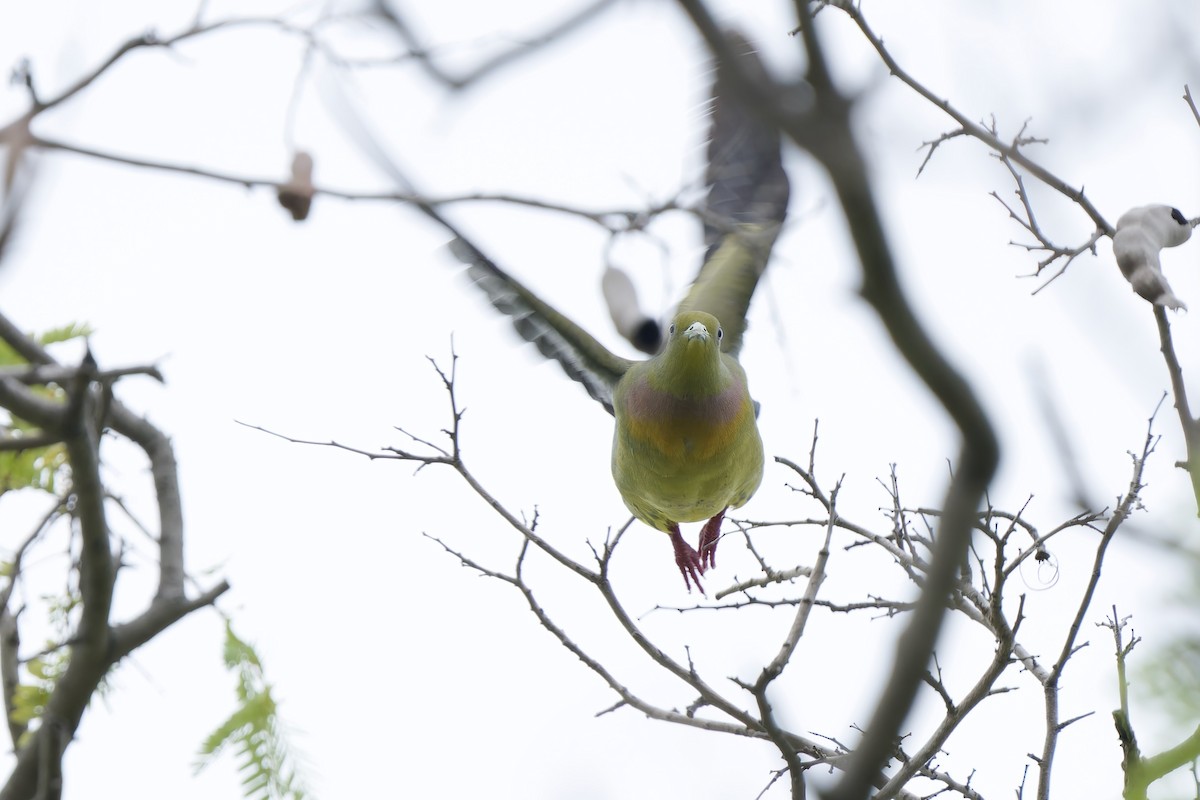 Orange-breasted Green-Pigeon - Sam Hambly