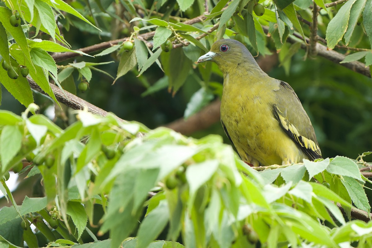 Orange-breasted Green-Pigeon - Sam Hambly