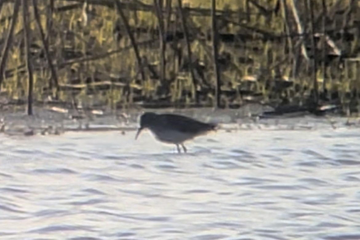 Stilt Sandpiper - Edward Hicks