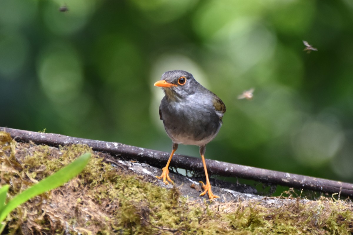 Orange-billed Nightingale-Thrush - irina shulgina