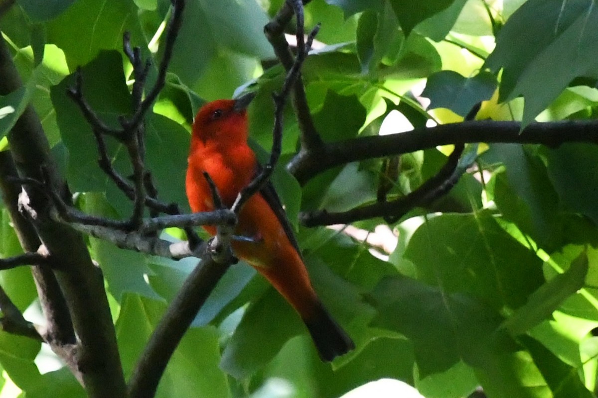 Scarlet Tanager - ML619129620