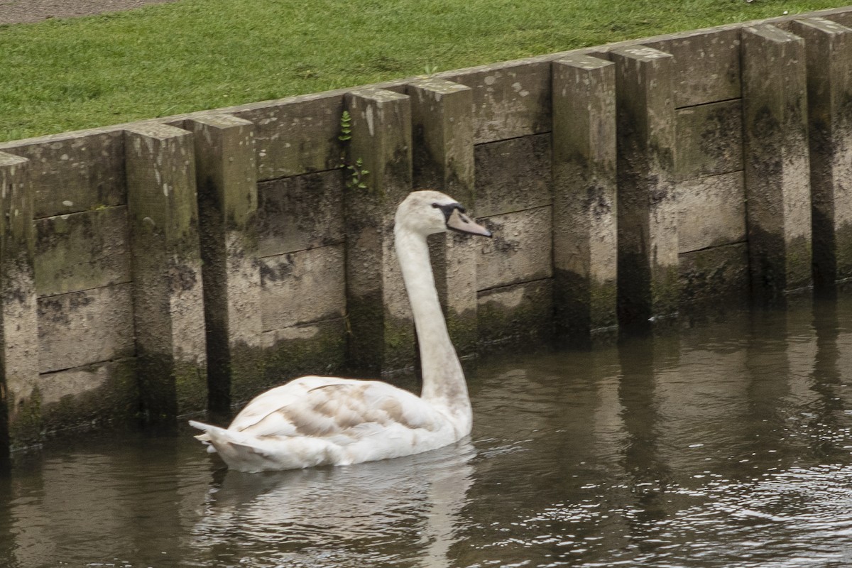 Mute Swan - Peter Gadd