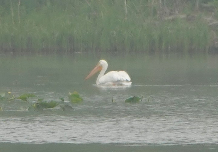 American White Pelican - Jerry McWilliams