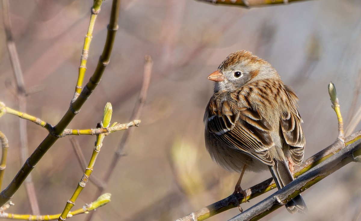 Field Sparrow - Tara Plum