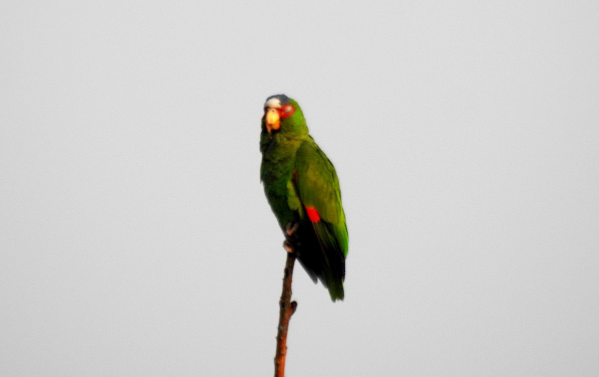 White-fronted Parrot - Pablo Bedrossian