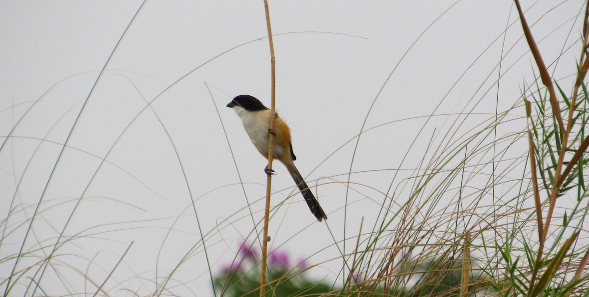 Long-tailed Shrike (tricolor/longicaudatus) - prateek choudhury