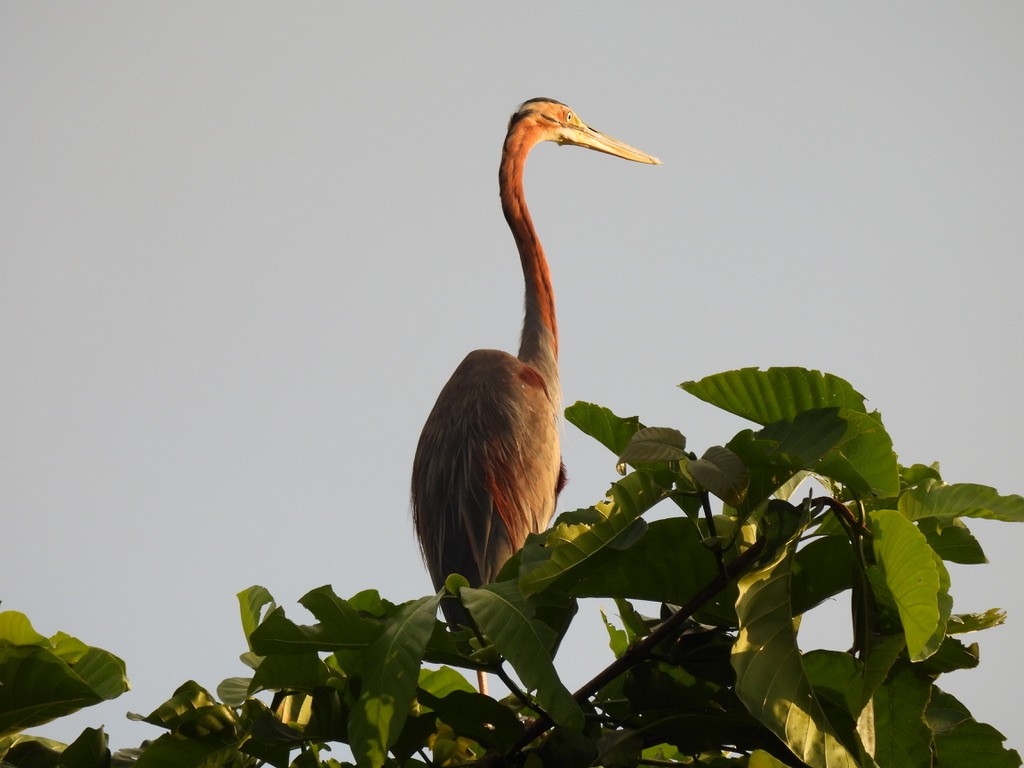 Purple Heron - Michael Moso