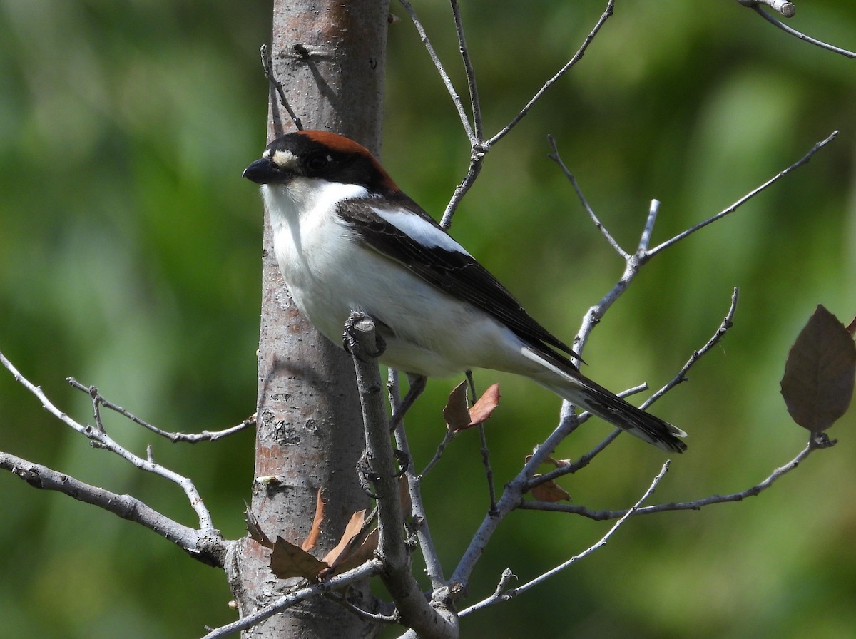 Woodchat Shrike (Balearic) - Francesco Barberini