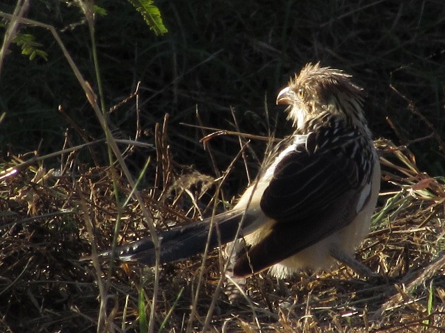 Guira Cuckoo - Hugo Rodriguez