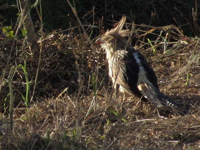 Guira Cuckoo - Hugo Rodriguez