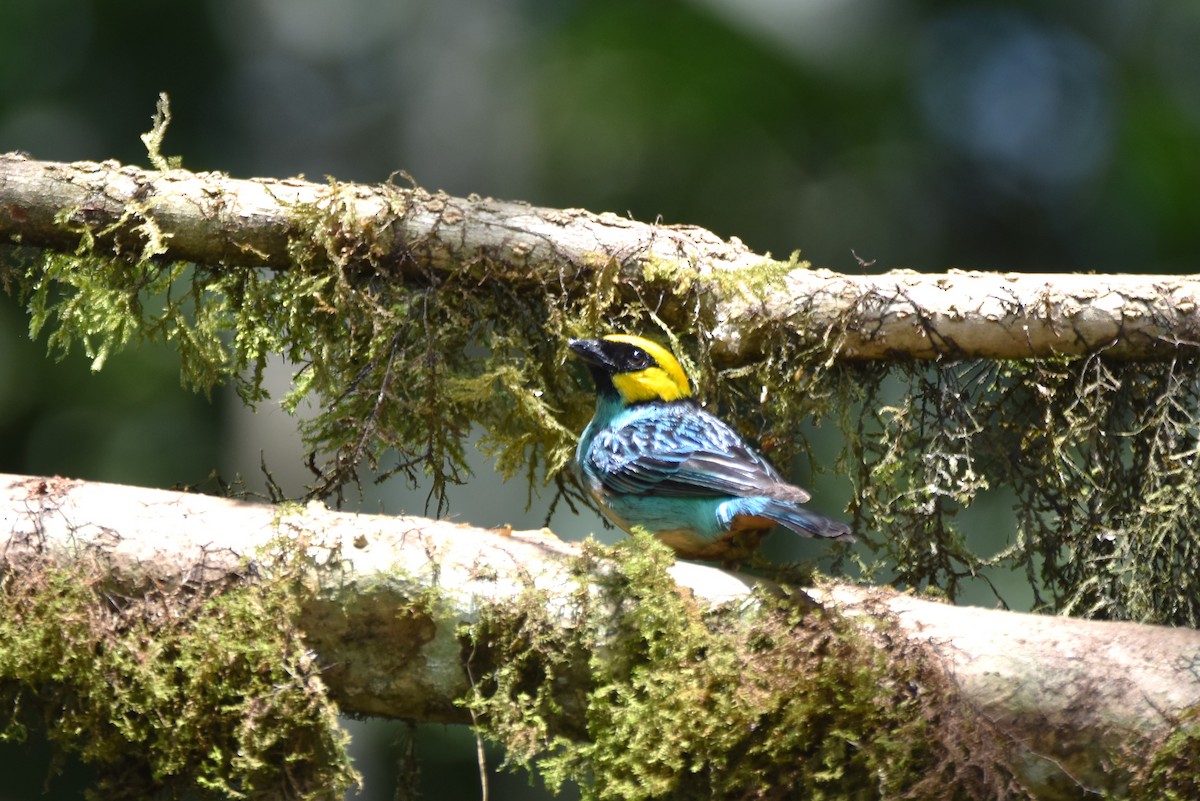 Saffron-crowned Tanager - irina shulgina