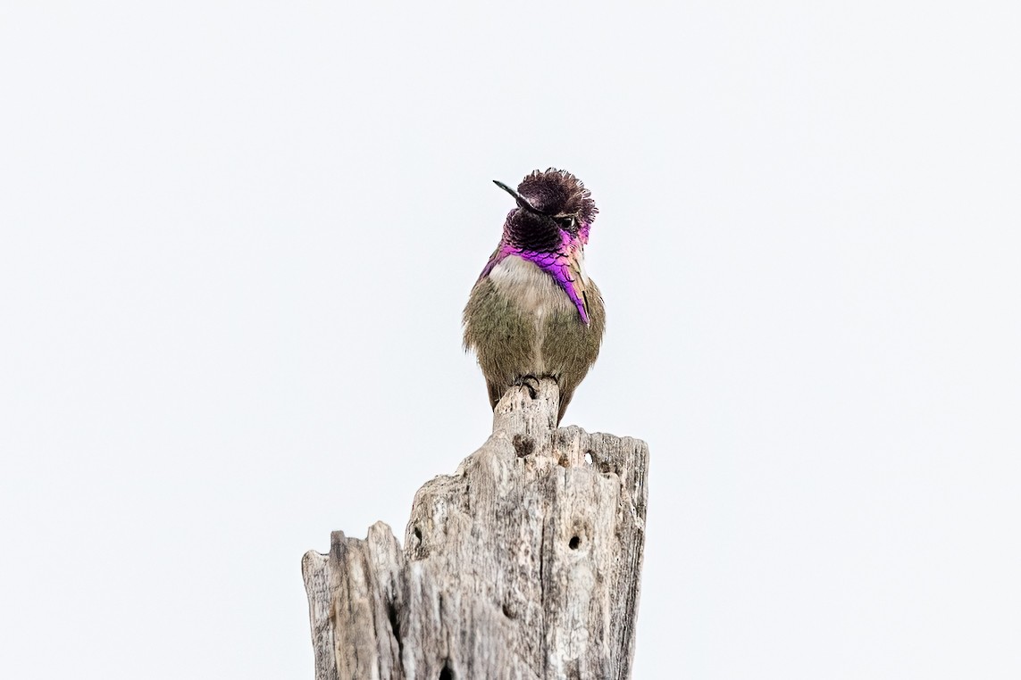 Costa's Hummingbird - Kathryn McGiffen