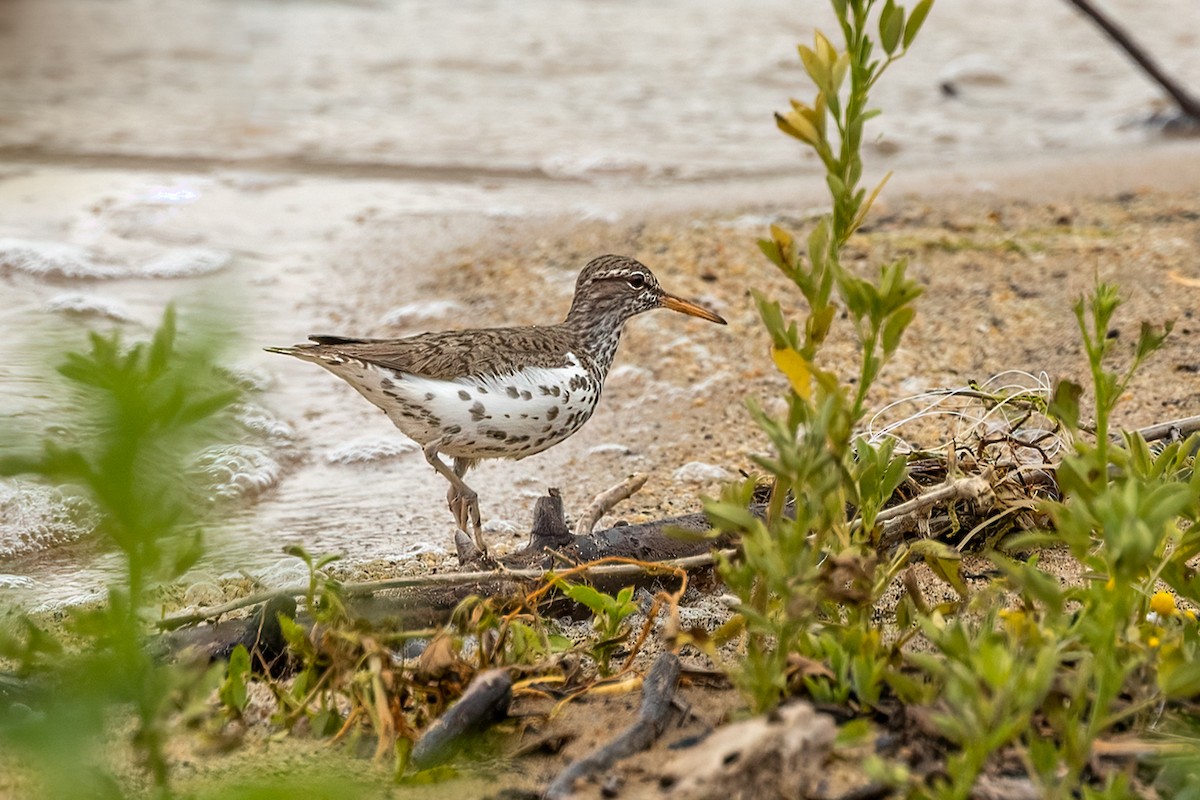 Spotted Sandpiper - Kathryn McGiffen