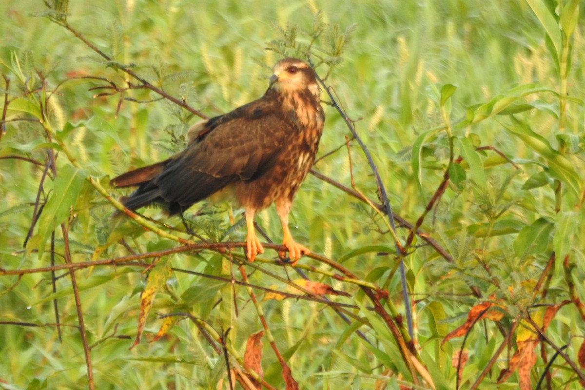 Snail Kite - ML619129829