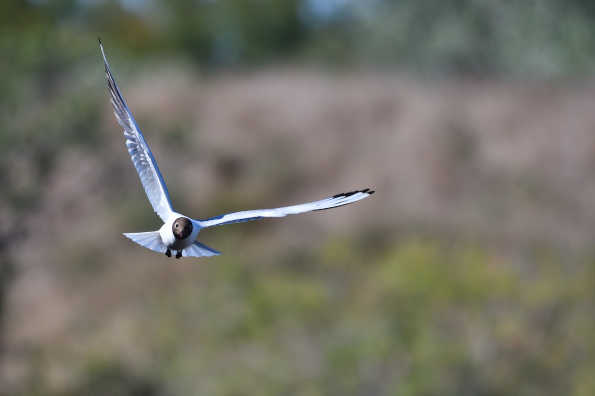 Black-headed Gull - ML619129835