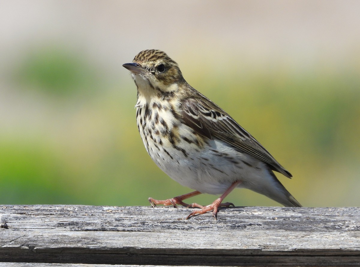 Tree Pipit - Francesco Barberini