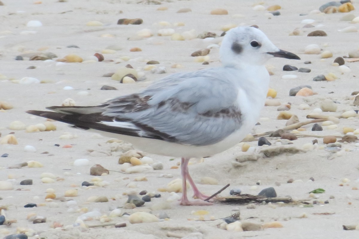 Bonaparte's Gull - Gail Johnson