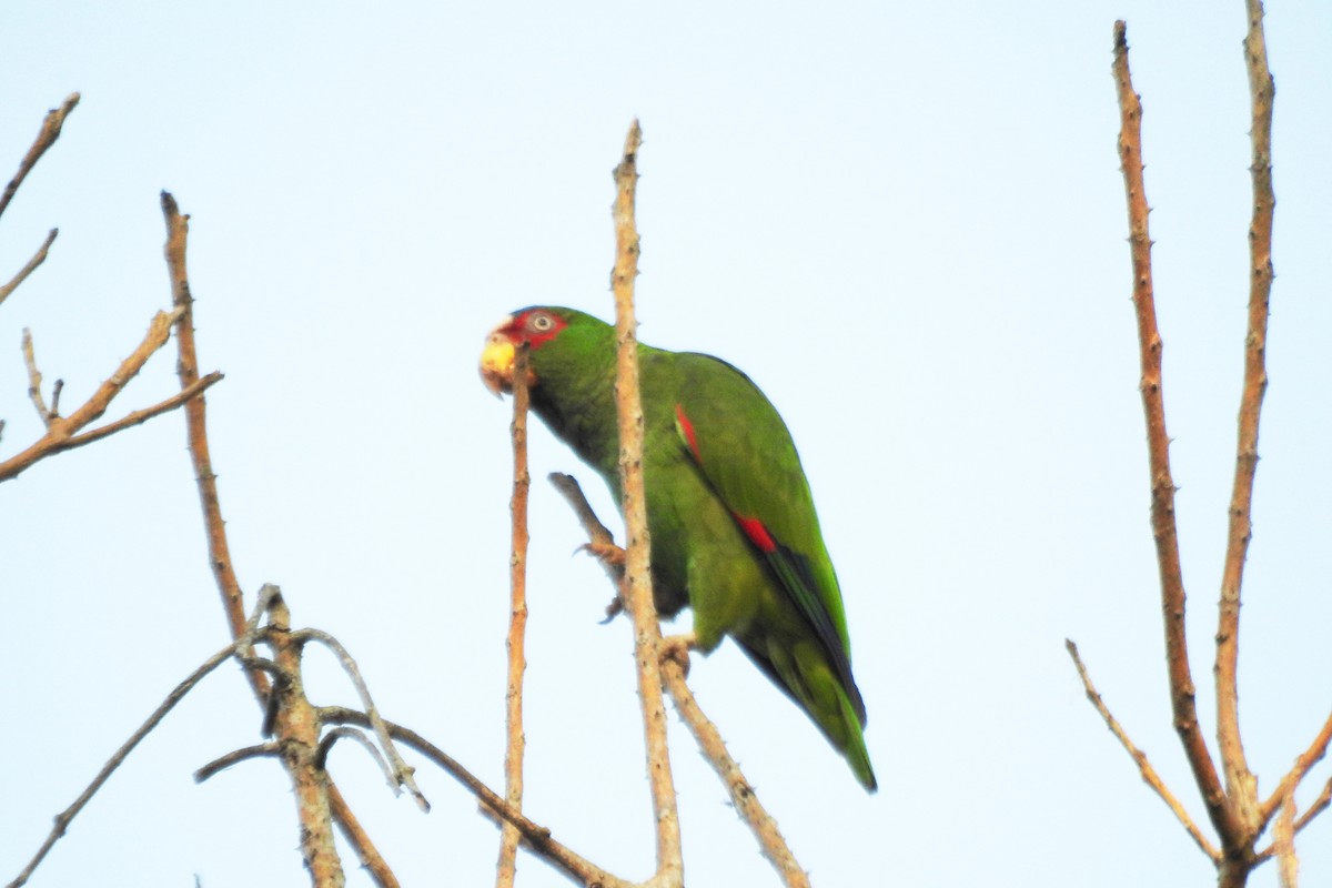 White-fronted Parrot - Pablo Bedrossian