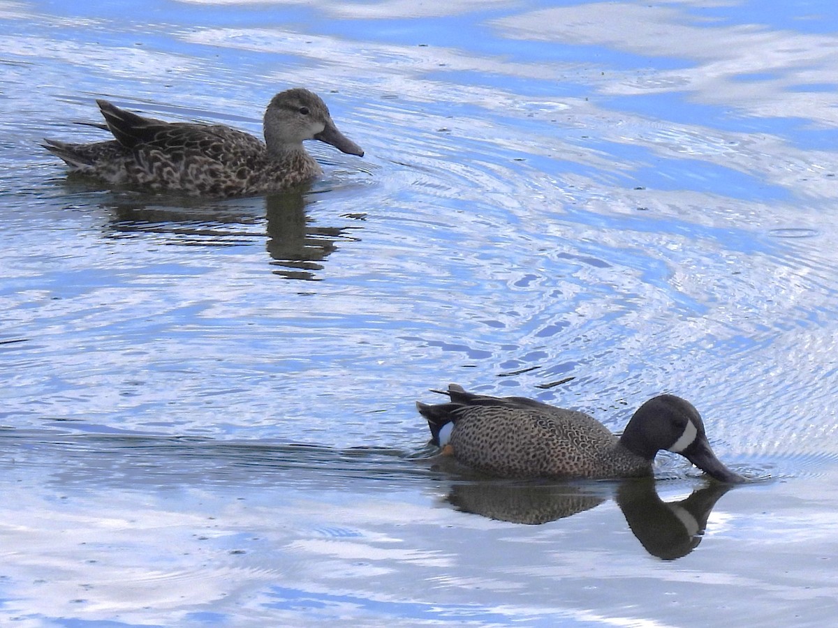 Blue-winged Teal - Claire Christensen