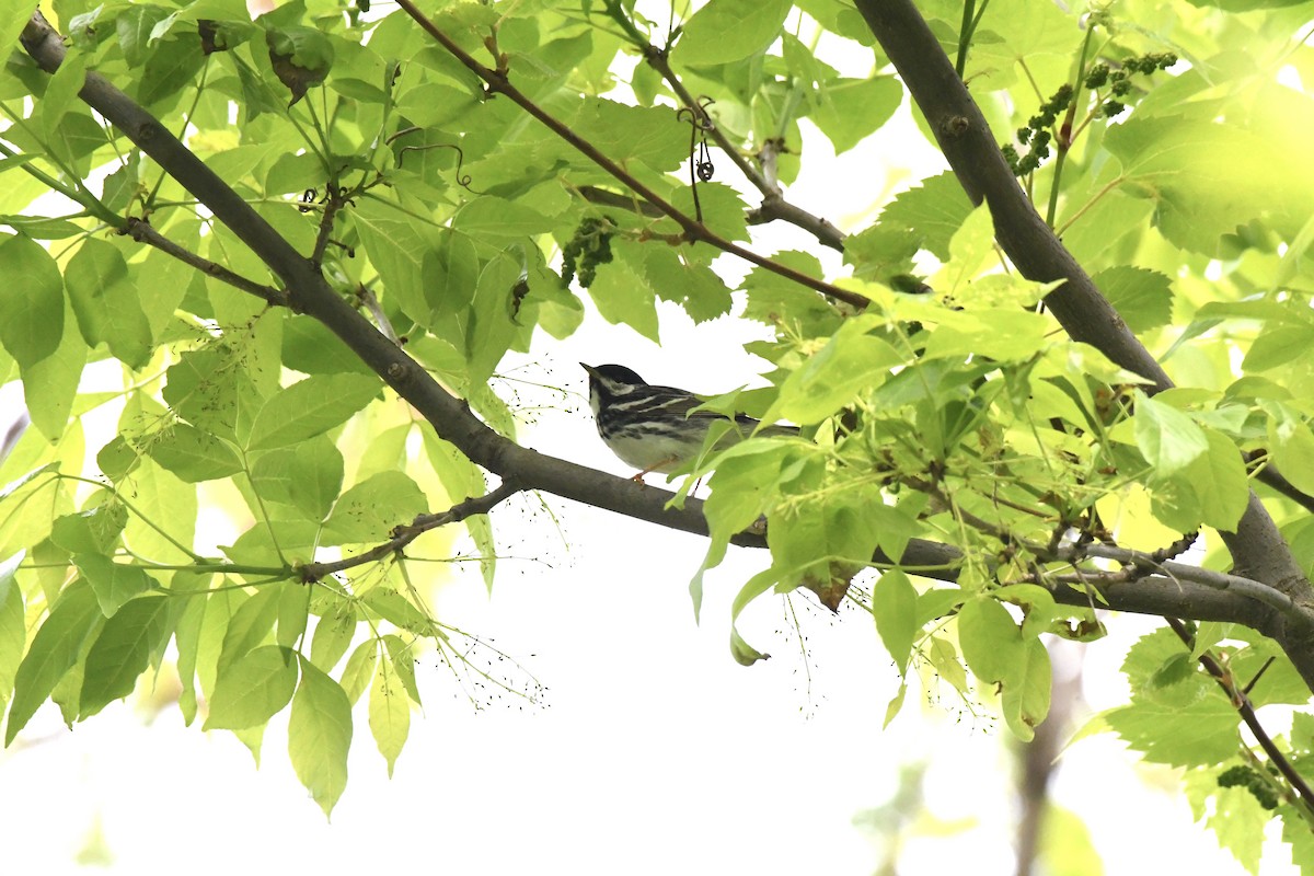 lesňáček černohlavý - ML619129868