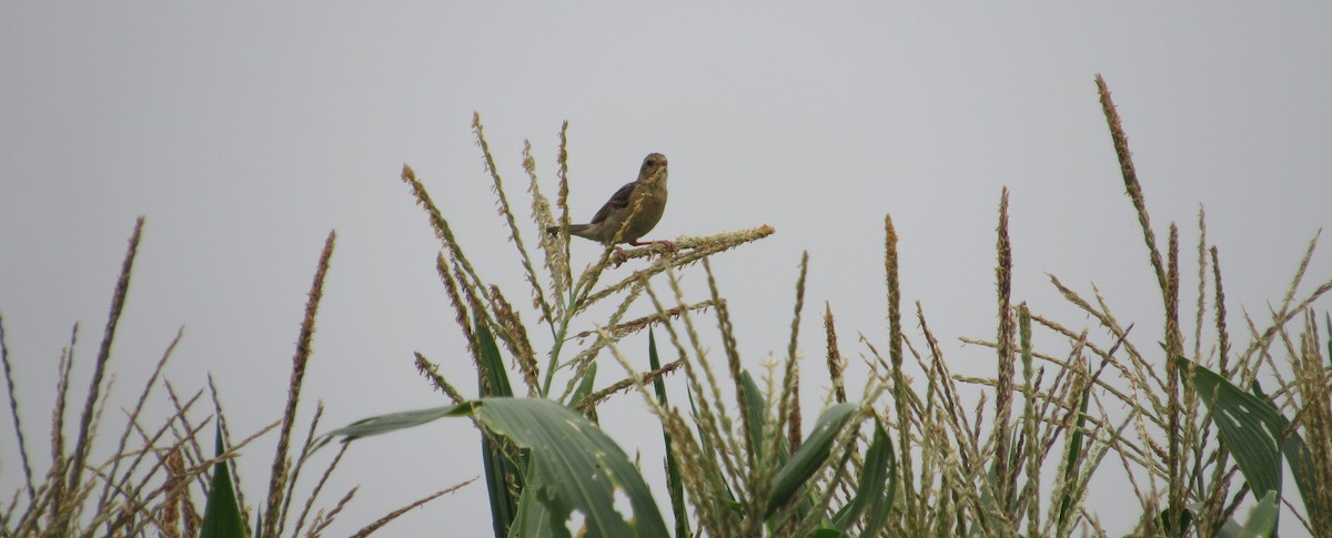 Baya Weaver - prateek choudhury