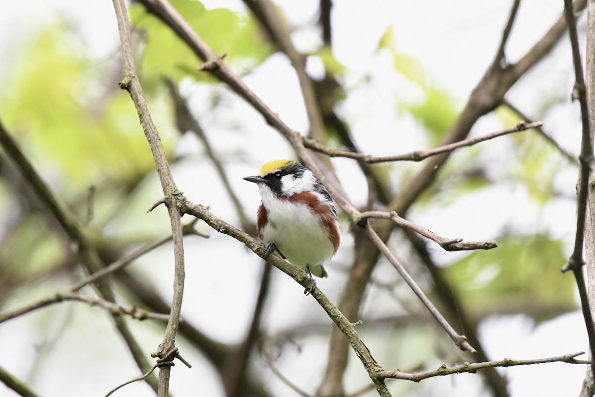 lesňáček rezavoboký - ML619129875