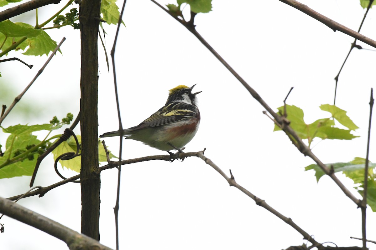 lesňáček rezavoboký - ML619129876