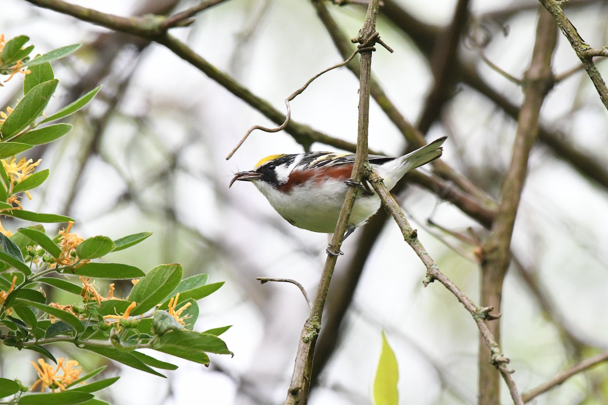 lesňáček rezavoboký - ML619129877