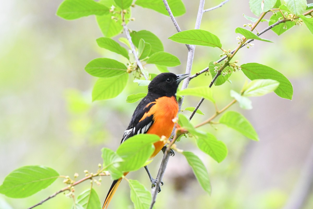 trupiál baltimorský - ML619129886