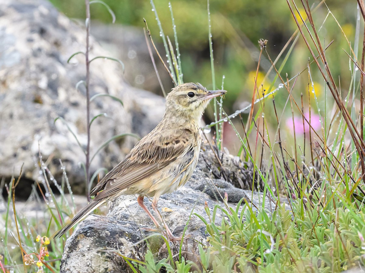 Tawny Pipit - Mac Aragon