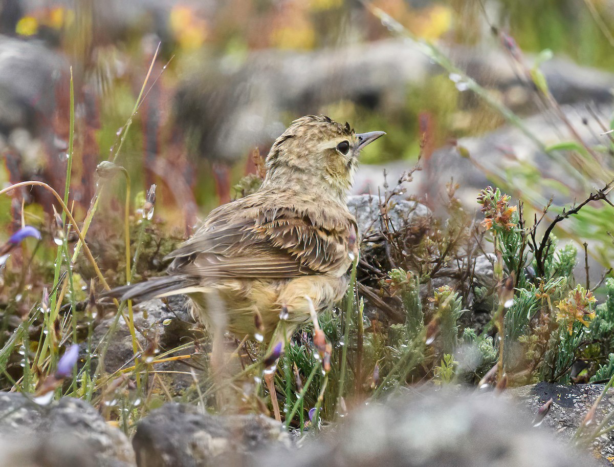 Tawny Pipit - Mac Aragon