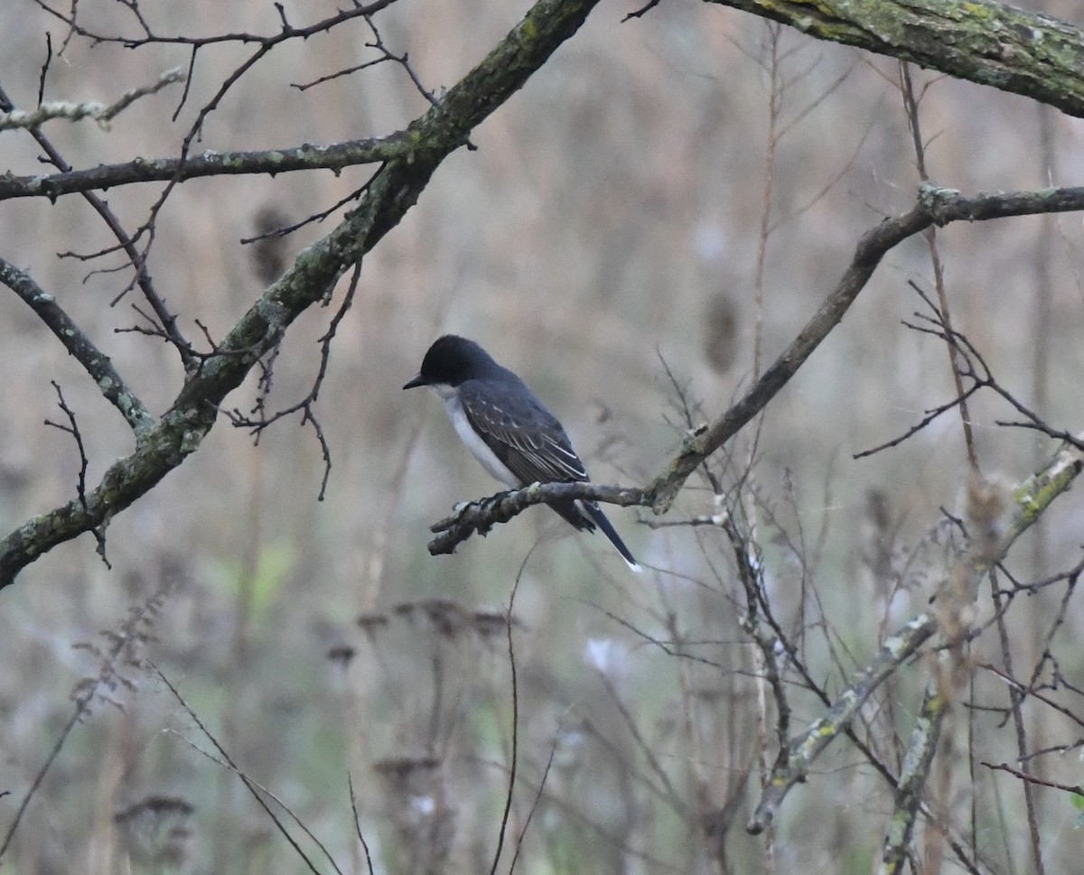 tyran obecný - ML619129894